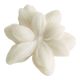 Set of 4 scented wax melts - Douceur d'Ambre